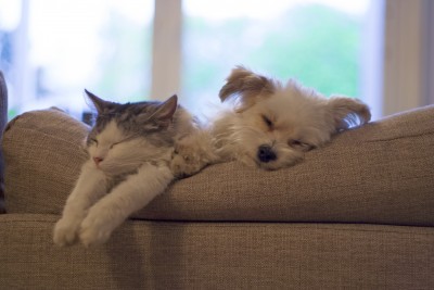 Sleeping-Cat-and-Dog