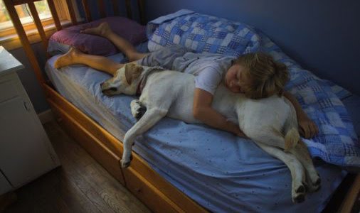 Sleeping dog and child 3