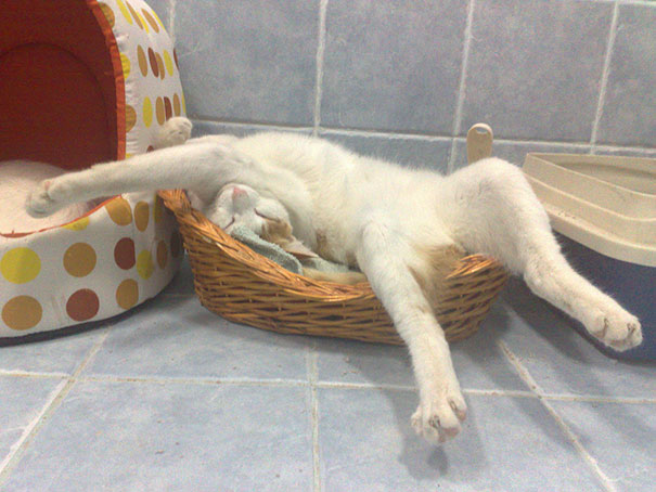 funny-sleeping-cats-10