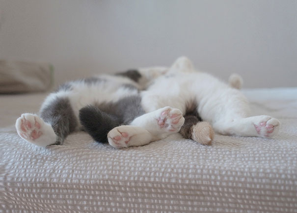 funny-sleeping-cats-3