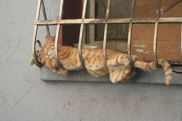 funny-sleeping-cats-7