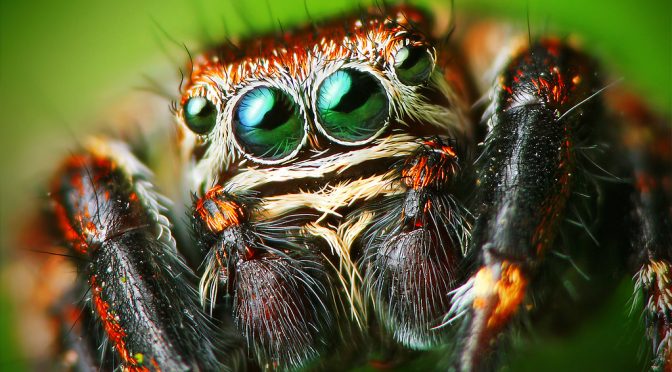 Pavúk skákavý Male Jumping spider - Evarcha arcuata - sorsce -Lukas Jonaitis -flickr.com