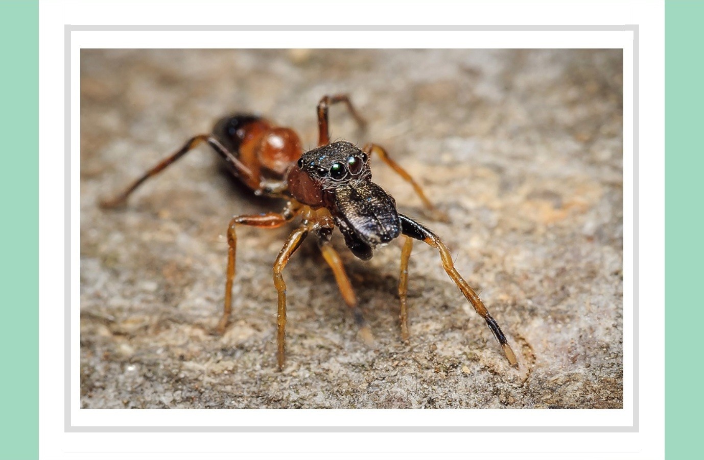 Skákavka mravenčia – európský pavúk roku 2019 / Myrmarachne formicaria – European Spider of the Year 2019