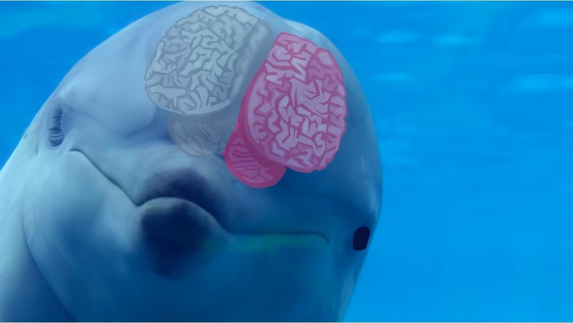 mozog spiaceho delfína