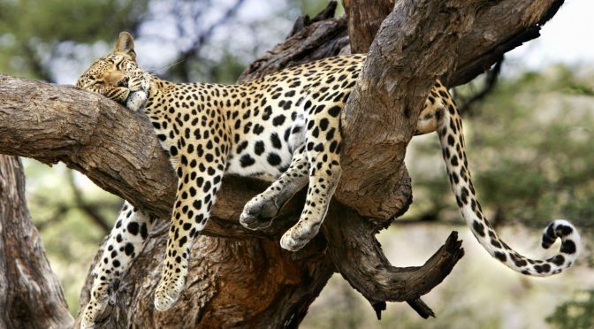 spiaci leopard