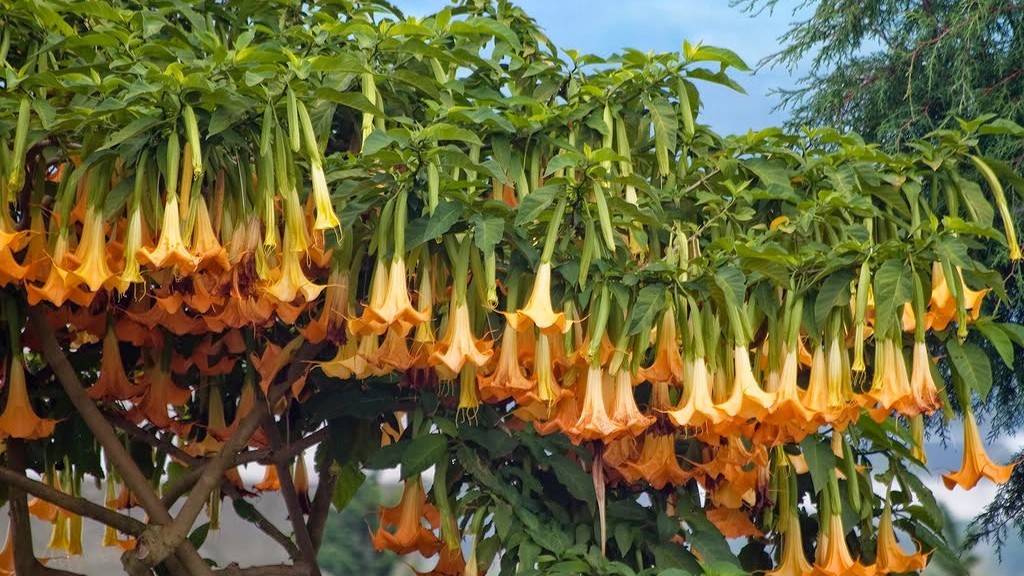Kvety Brugmasie nazývané aj tropické Vuvuzely