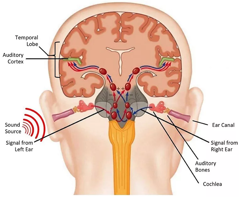 Schéma nervových dráh sluchových signálov 